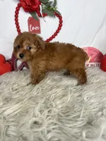 Annie AKC , a female Poodle - Toy  for sale in Goldsboro, NC – Photo 3 of 5