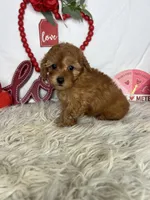 Annie AKC , a female Poodle - Toy  for sale in Goldsboro, NC – Photo 4 of 5