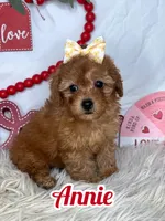 Annie AKC , a female Poodle - Toy  for sale in Goldsboro, NC – Photo 1 of 5