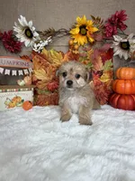 Ghost, a male Morkie for sale in Goldsboro, NC – 2 of 4