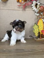 Leslie AKC, a female Yorkshire Terrier for sale in Goldsboro, NC – 3 of 4