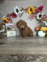 Rossie AKC, a female Poodle - Toy  for sale in Goldsboro, NC – 4 of 4