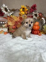 Ghost, a male Morkie for sale in Goldsboro, NC – 3 of 4