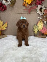 Jessy AKC, a female Poodle - Toy  for sale in Goldsboro, NC – 3 of 4