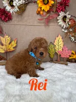 Rei AKC , a male Poodle - Toy  for sale in Goldsboro, NC – 3 of 4