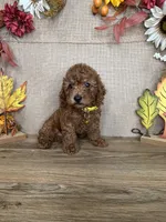 Lucas AKC, a male Poodle - Toy  for sale in Goldsboro, NC – 3 of 5