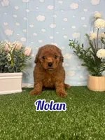 Nolan AKC, a male Poodle - Toy  for sale in Goldsboro, NC – 1 of 4
