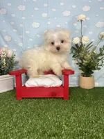 Scrappy ( teacup), a male Maltese for sale in Goldsboro, NC – 7 of 8