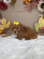 Sussie AKC, a female Poodle - Toy  for sale in Goldsboro, NC – 2 of 5