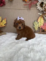 Jackie AKC, a female Poodle - Toy  for sale in Goldsboro, NC – 4 of 4