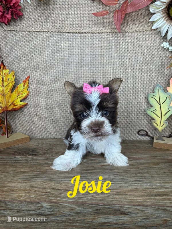 Josie AKC – Yorkshire Terrier puppy for sale in Goldsboro, NC