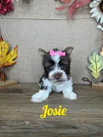 Josie AKC, a female Yorkshire Terrier for sale in Goldsboro, NC – 1 of 4