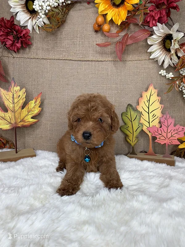 Rei AKC  – Poodle - Toy  puppy for sale in Goldsboro, NC