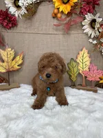 Rei AKC , a male Poodle - Toy  for sale in Goldsboro, NC – 1 of 4