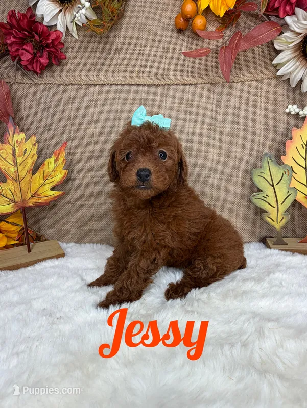 Jessy AKC – Poodle - Toy  puppy for sale in Goldsboro, NC