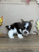 Josie AKC, a female Yorkshire Terrier for sale in Goldsboro, NC – 3 of 4