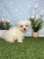 Scrappy ( teacup), a male Maltese for sale in Goldsboro, NC – 5 of 8