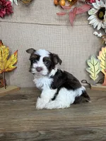 Ashley AKC, a female Yorkshire Terrier for sale in Goldsboro, NC – 3 of 4