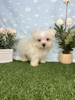 Scrappy ( teacup), a male Maltese for sale in Goldsboro, NC – 4 of 8