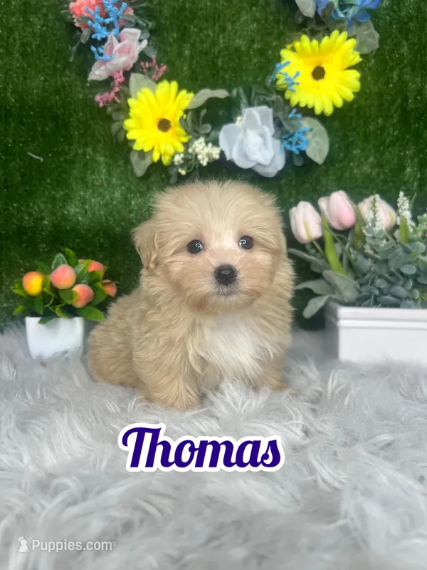Thomas – Maltipoo puppy for sale in Goldsboro, NC