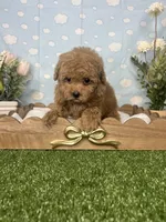 Julia AKC , a female Poodle - Toy  for sale in Goldsboro, NC – 5 of 5