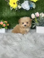 Washington , a male Maltipoo for sale in Goldsboro, NC – 3 of 5