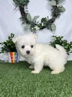 Fred, a male Maltese for sale in Goldsboro, NC – 5 of 5