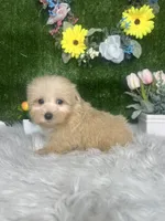 Thomas, a male Maltipoo for sale in Goldsboro, NC – 2 of 4
