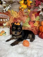 Bella AKC, a female Yorkshire Terrier for sale in Goldsboro, NC – 4 of 5