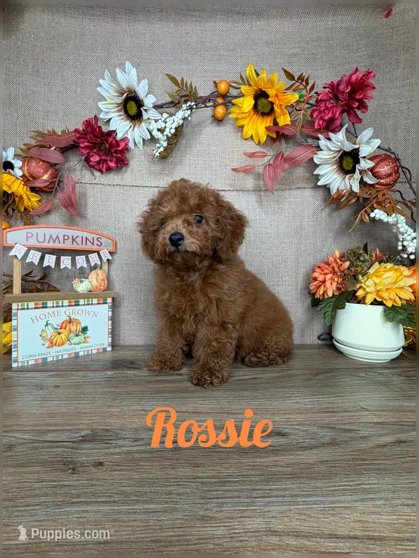 Rossie AKC – Poodle - Toy  puppy for sale in Goldsboro, NC