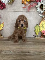 Lucas AKC, a male Poodle - Toy  for sale in Goldsboro, NC – 2 of 5