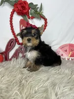 Mila, a female Yorkshire Terrier for sale in Goldsboro, NC – Photo 3 of 4
