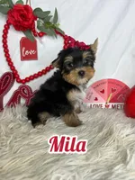 Mila, a female Yorkshire Terrier for sale in Goldsboro, NC – Photo 1 of 4