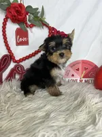 Mila, a female Yorkshire Terrier for sale in Goldsboro, NC – Photo 4 of 4