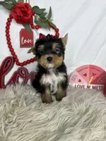 Mila, a female Yorkshire Terrier for sale in Goldsboro, NC – Photo 2 of 4