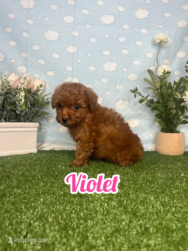 Violet AKC – Poodle - Toy  puppy on hold in Goldsboro, NC