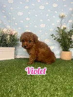 Violet AKC, a female Poodle - Toy  for sale in Goldsboro, NC – 1 of 6