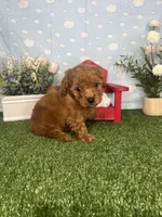 Nolan AKC, a male Poodle - Toy  for sale in Goldsboro, NC – 2 of 4