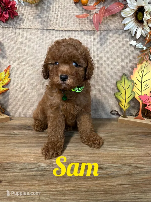 Sam AKC – Poodle - Toy  puppy for sale in Goldsboro, NC