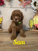 Sam AKC, a male Poodle - Toy  for sale in Goldsboro, NC – 1 of 4
