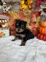 Jason AKC, a male Yorkshire Terrier for sale in Goldsboro, NC – 4 of 4