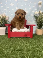 Allen AKc, a male Poodle - Toy  for sale in Goldsboro, NC – 2 of 4