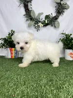 Shaggy, a male Maltese for sale in Goldsboro, NC – 5 of 6