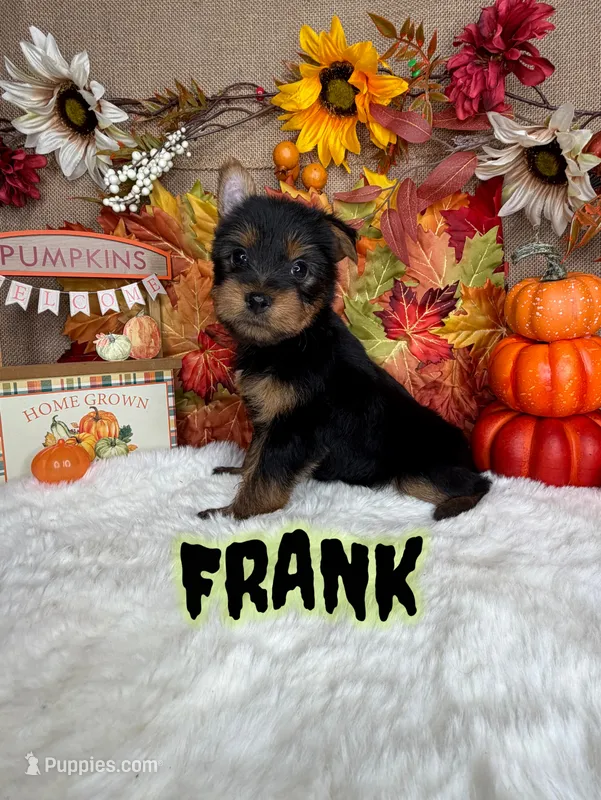 Frank AKC – Yorkshire Terrier puppy for sale in Goldsboro, NC