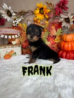 Frank AKC, a male Yorkshire Terrier for sale in Goldsboro, NC – 1 of 4