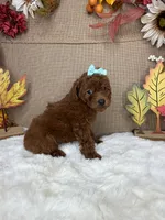 Jessy AKC, a female Poodle - Toy  for sale in Goldsboro, NC – 2 of 4