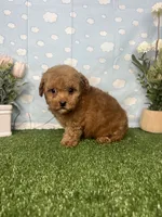 Alden AKC, a male Poodle - Toy  for sale in Goldsboro, NC – 3 of 4