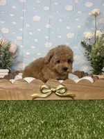 Julia AKC , a female Poodle - Toy  for sale in Goldsboro, NC – 4 of 5
