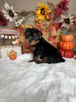 Fred AKC, a male Yorkshire Terrier for sale in Goldsboro, NC – 2 of 3