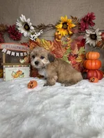 Luna, a female Morkie for sale in Goldsboro, NC – 2 of 3
